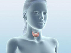 Роль щитовидной железы в организме человека